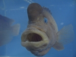 Foto Galerie/Cichliformes/Steatocranus casuarius_01_SS.jpg
